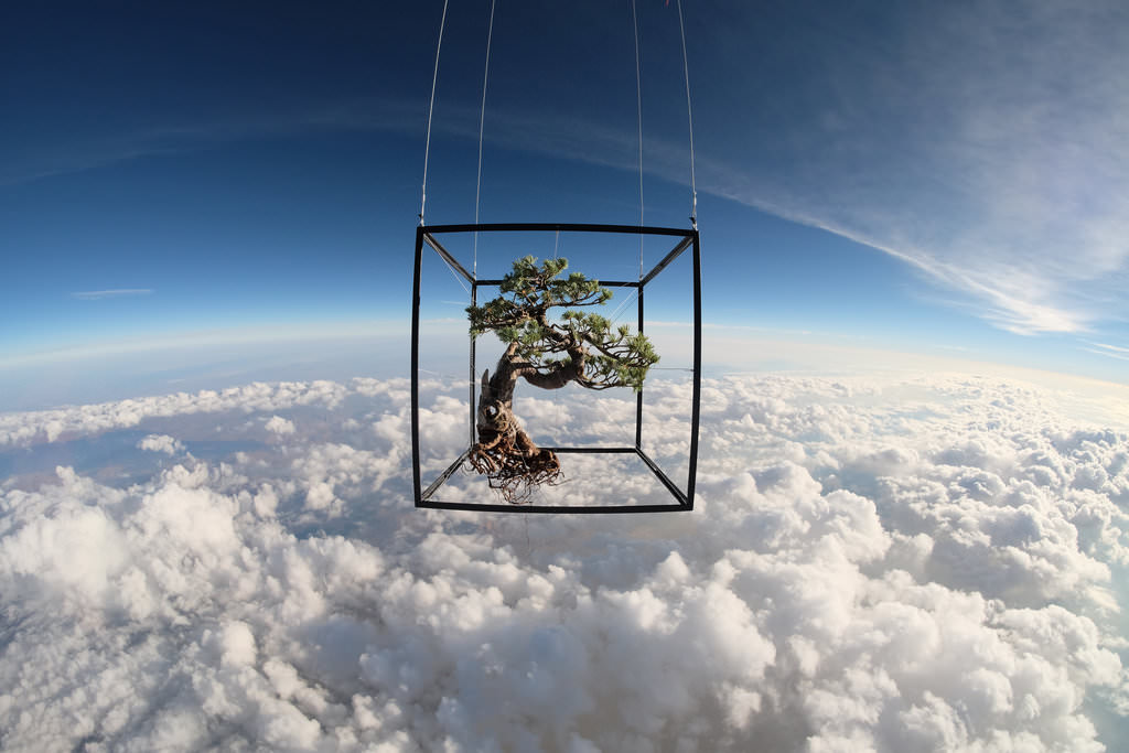 "宇宙に浮かぶ盆栽" という誰も見たことがない風景がここに。植物・上空30,000mの旅「EXOBIOTANICA」
